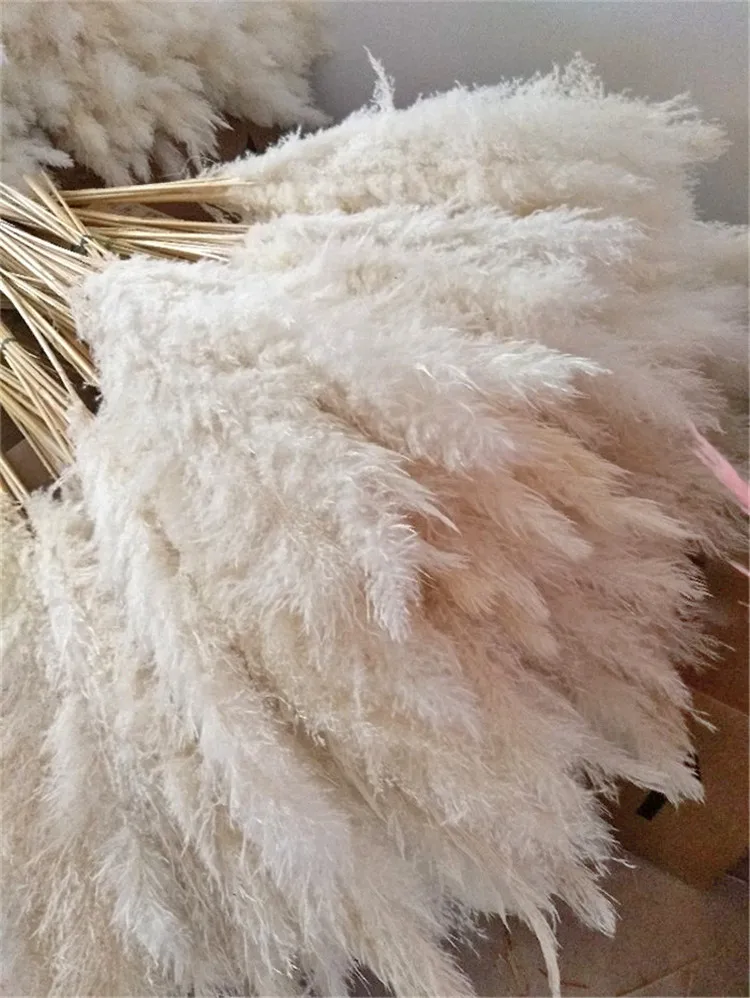 pampas grass (1).jpg