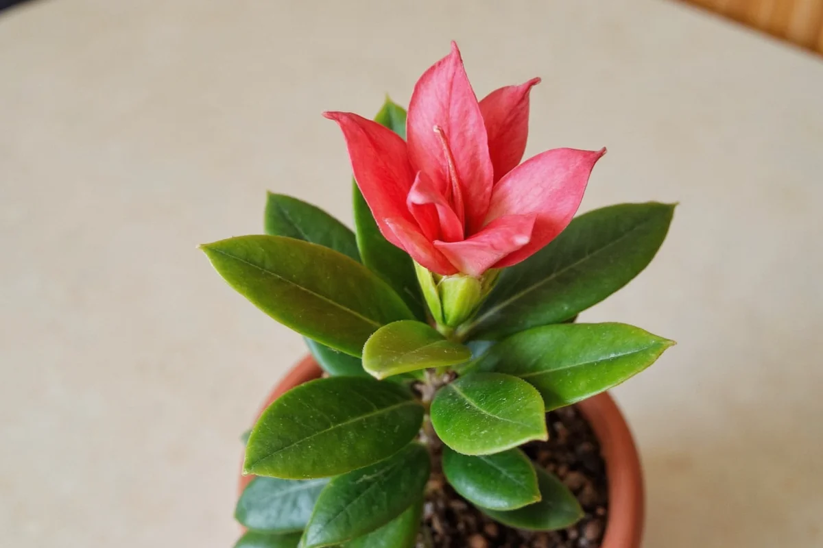 how to care for gardenia plant in a pot