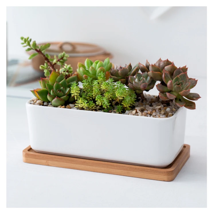 

Indoor desktop white ceramic succulent plant flower pot set wholesale with bamboo tray