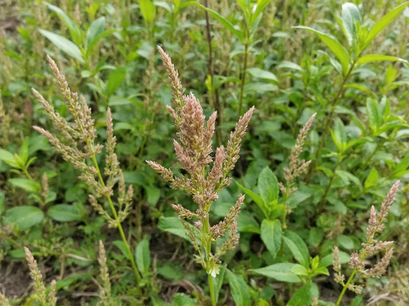 Fennel: The Herb That Tastes Like Licorice (Complete Guide)
