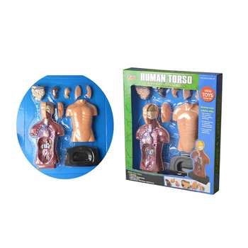 human body anatomy model toy