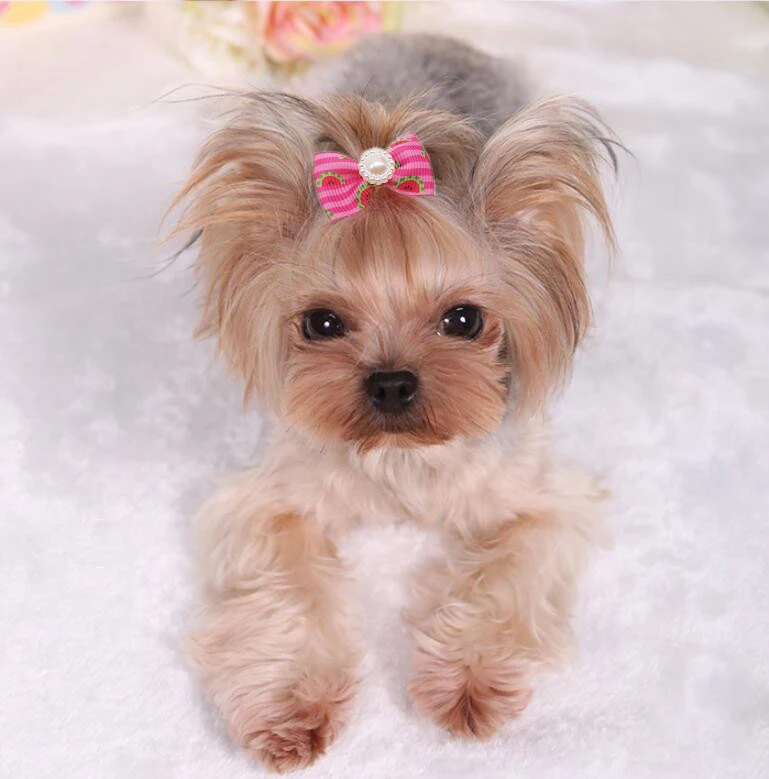 Free Samples Wholesale Fruit Style Pet Grooming Accessories Dog Hair