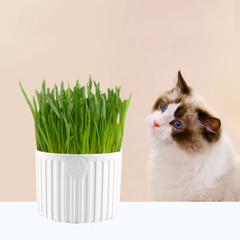 

High germination rate simple planting nutritious grows fresher cat grass with plastic jar, White,pink,blue