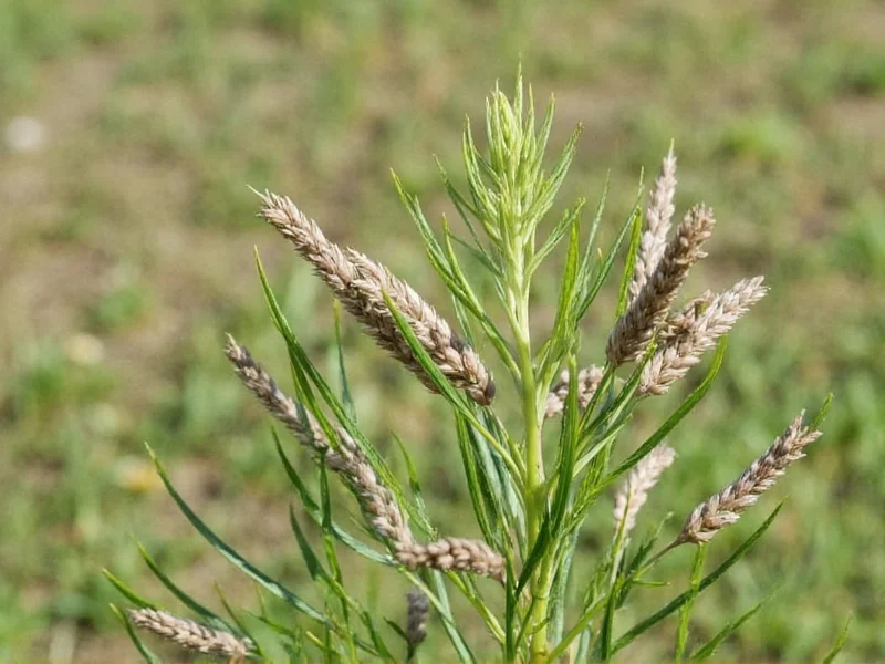 Caraway Seed Plant: Complete Growing & Usage Guide