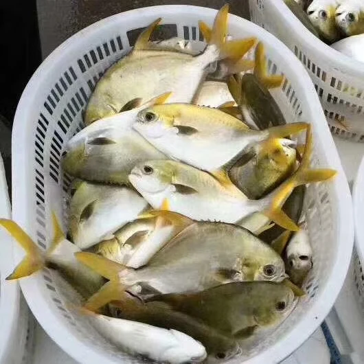 Hight quality Frozen chinese white pomfret made by fresh fish