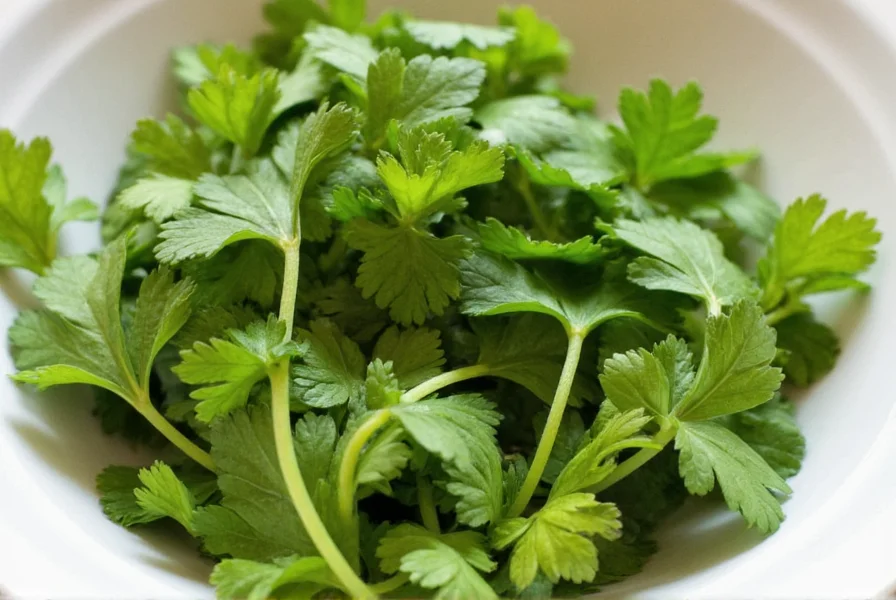 cilantro spice a flavorful guide for enthusiasts and pros alike