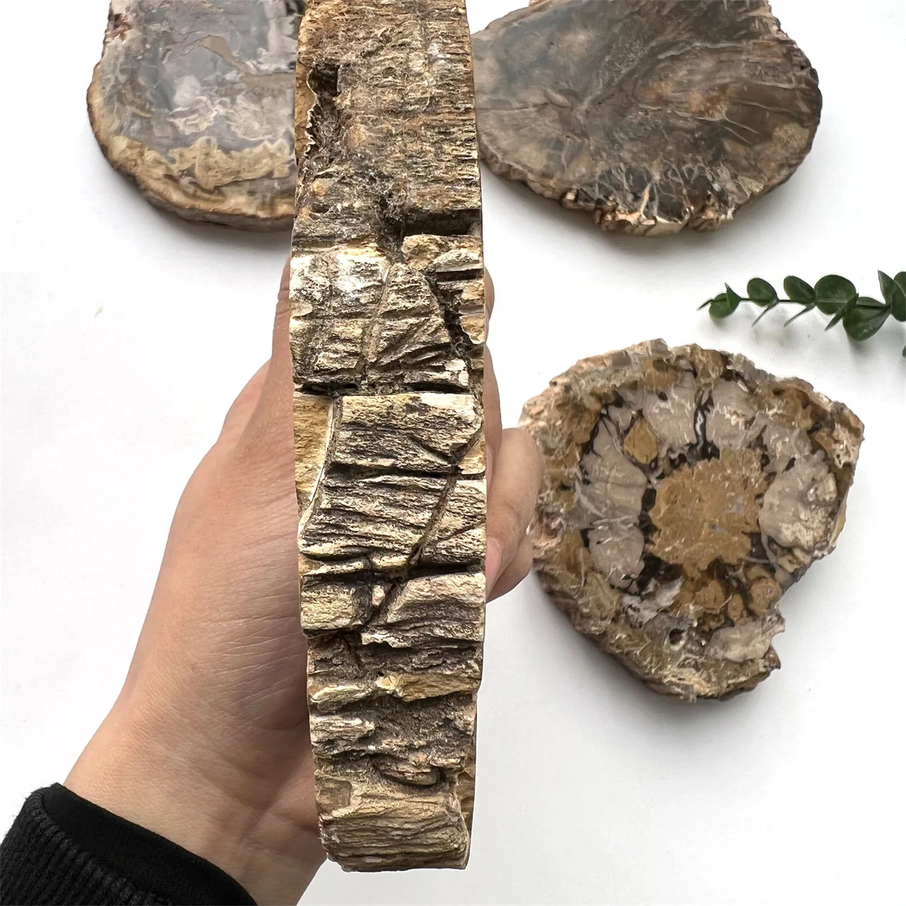 

Wholesale Natural Crystal Polished Specimen Han Petrified Wood Piece Plate Wood Fossil Slab Rough Stone Slice