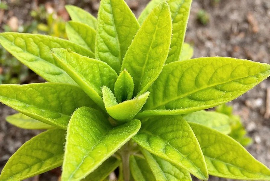 growing brassica nigra
