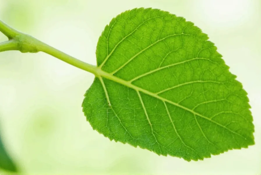Comparison of clove buds and leaves showing physical differences