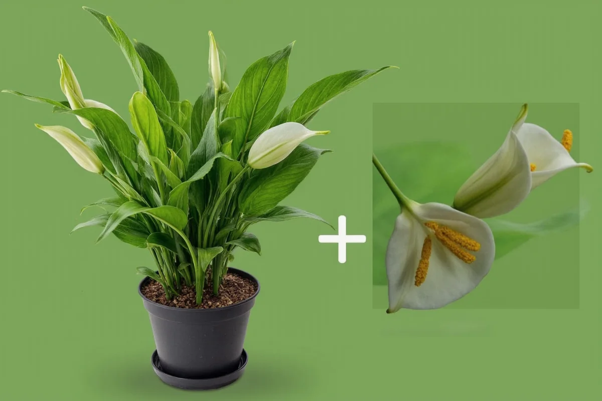 how to care for peace lily plant