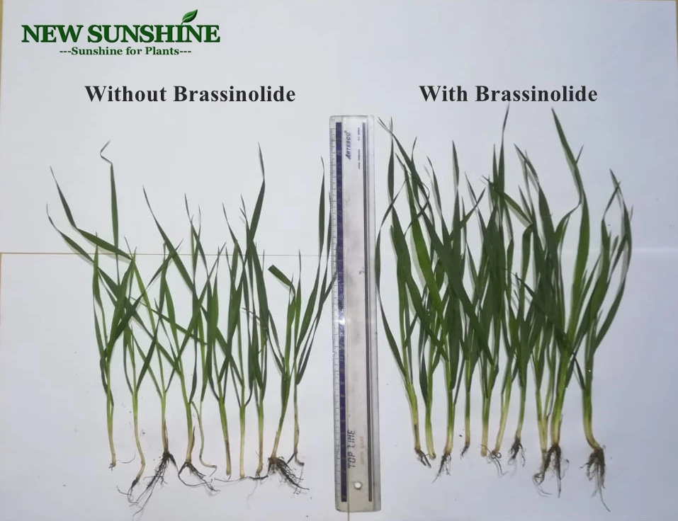 Wheat test with BRA.jpg