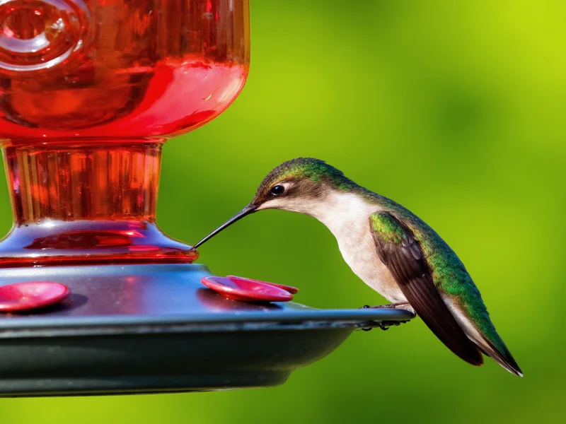 Hummingbird drinking from feeder with homemade nectar