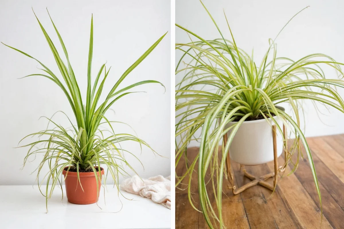 how to split a spider plant