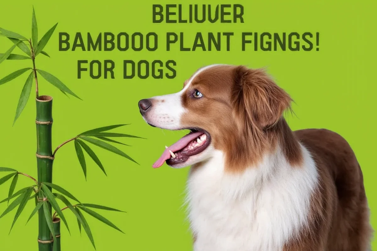 is bamboo plant poisonous to dogs