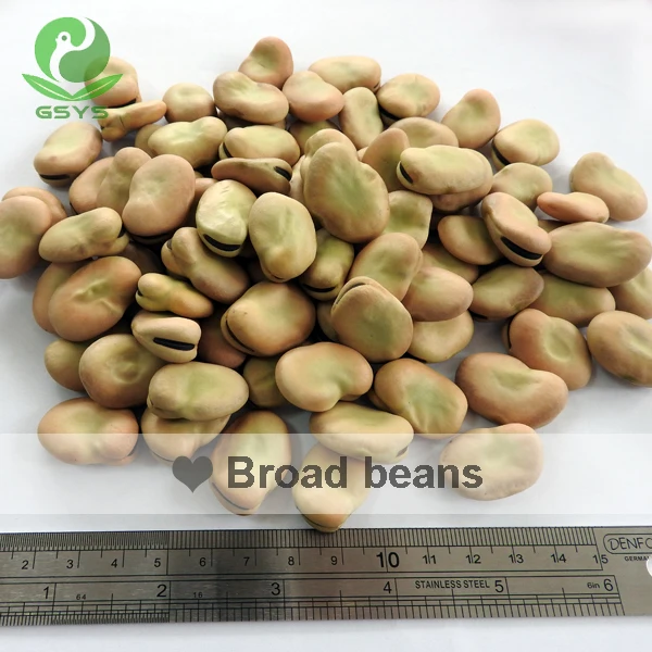 
Hot Sale Horse Bean Bean Babas Wholesale 