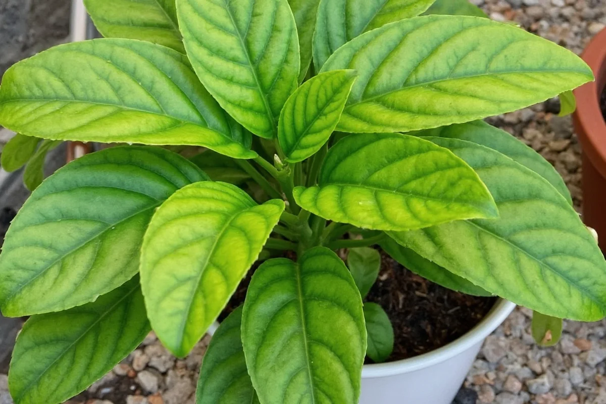 how to care for croton plants