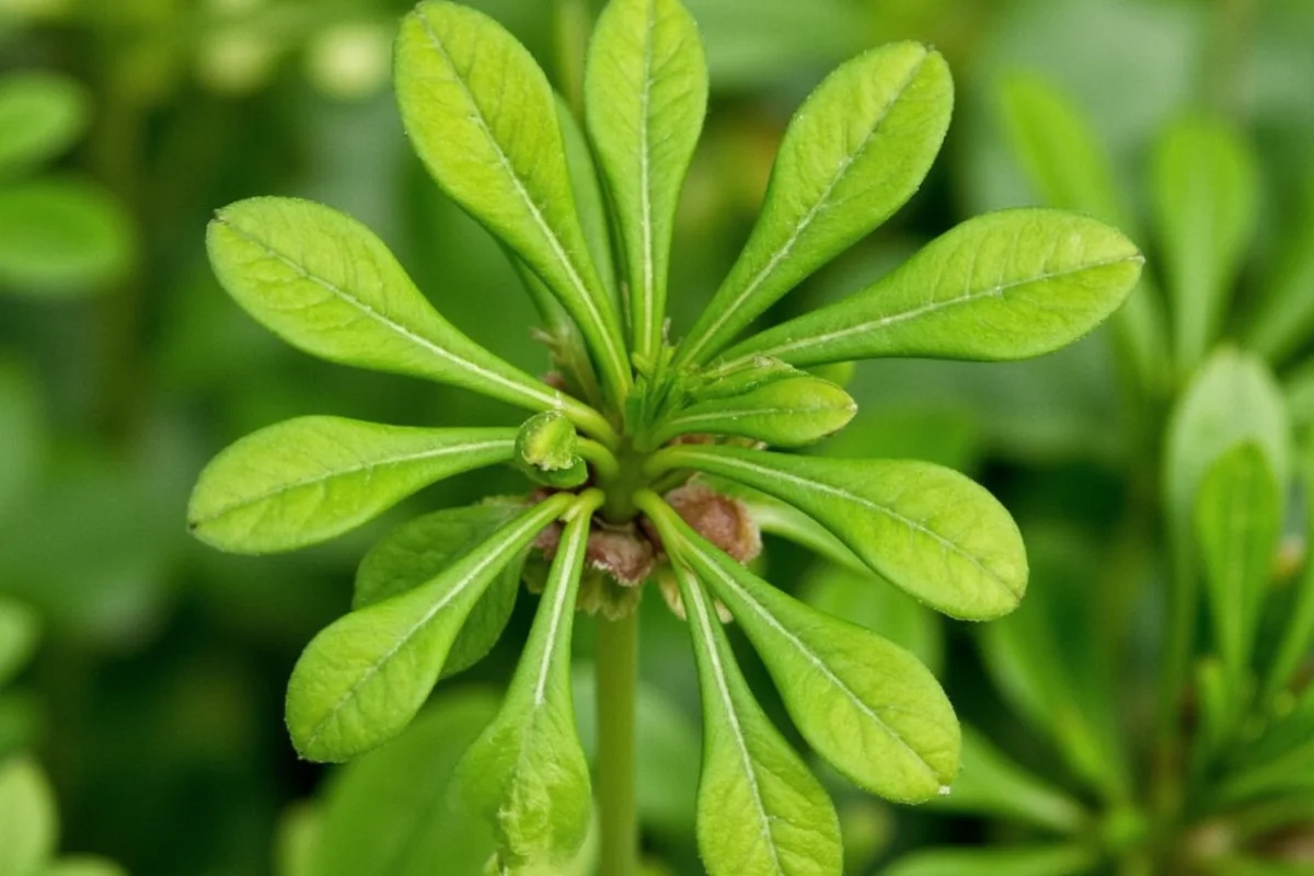 does a jade plant flower