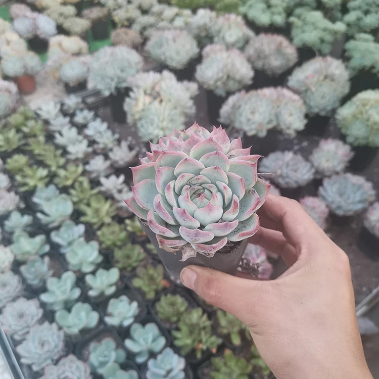 
haworthia live rose succulent natural plant 