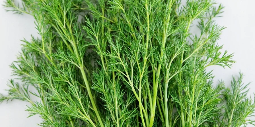Dill growing in pots on a sunny windowsill