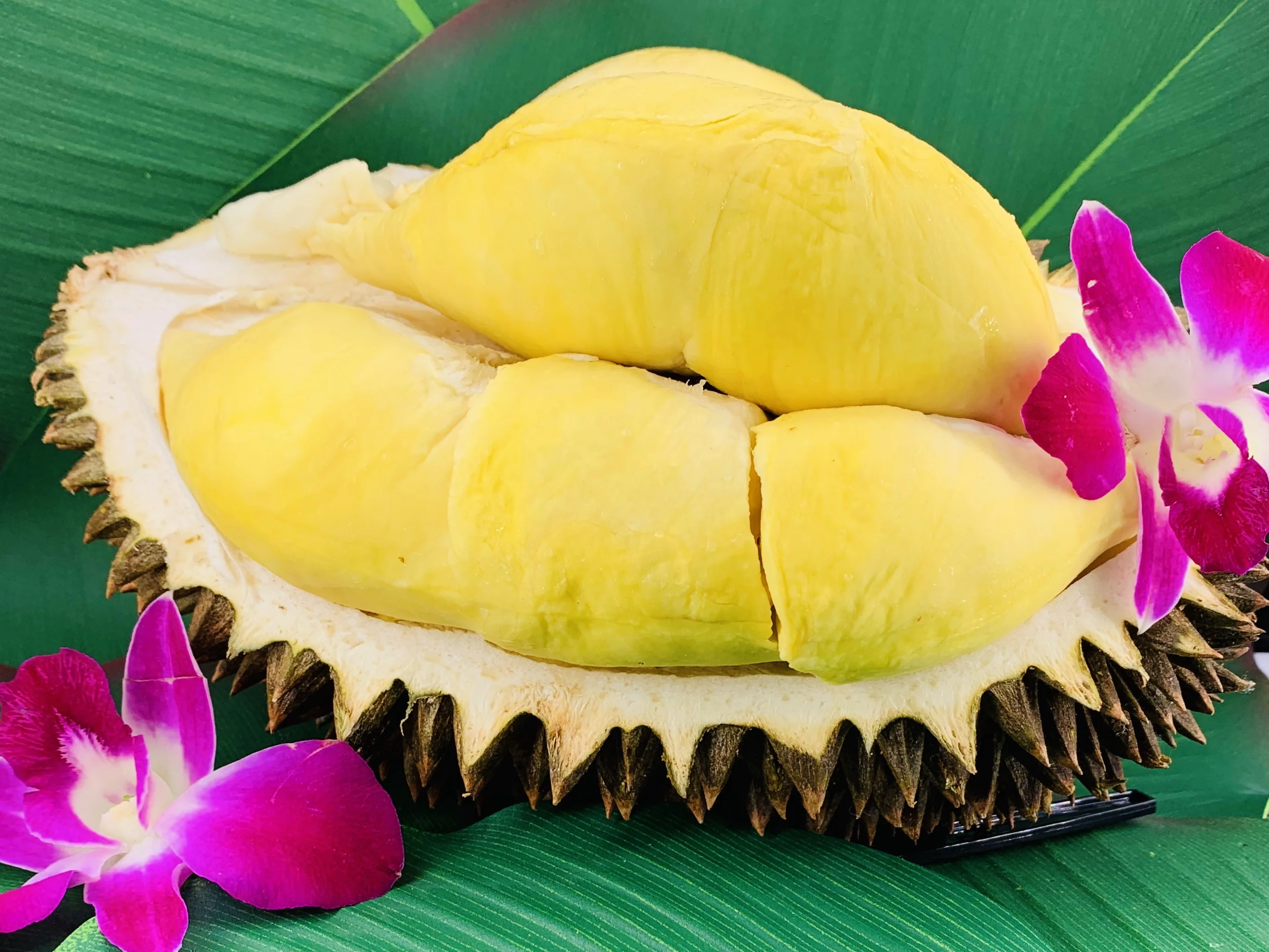 
Premium Quality Monthong from Thailand Fresh Durians 