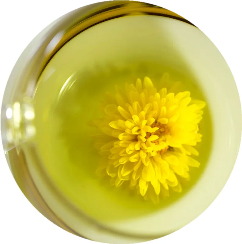 Health Benefits Yellow Chrysanthemum Organic Green Tea - 4uTea | 4uTea.com