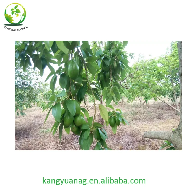 
Avocado Seedling Grafted Fruit Tree Hass variety 