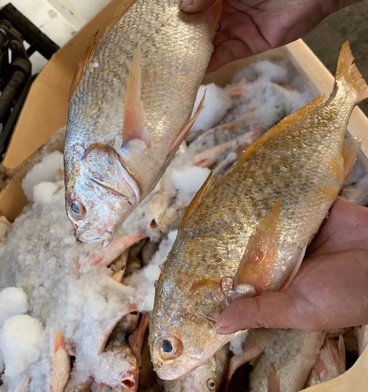 
Frozen Whole Round Fish Yellow Croaker Good Price 