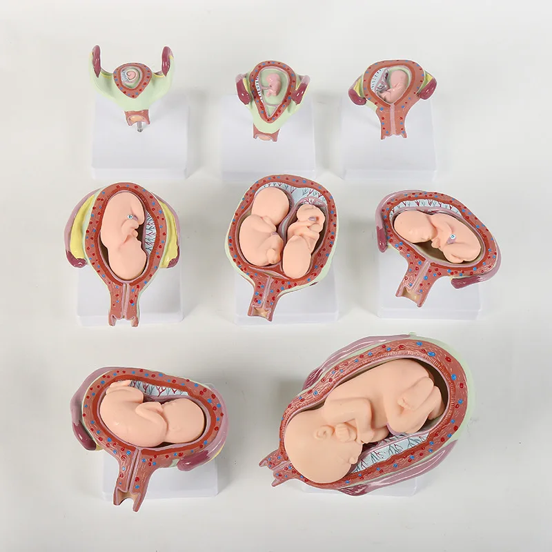 Juego De Modelo De Gestacion Para Desarrollo Fetal De 8 Humanos Buy La Gestacion Humana Modelo Embrion Humano Feto De Gestacion Modelo Embrion Humano Feto Periodo De Desarrollo De Gestacion Modelo Product On