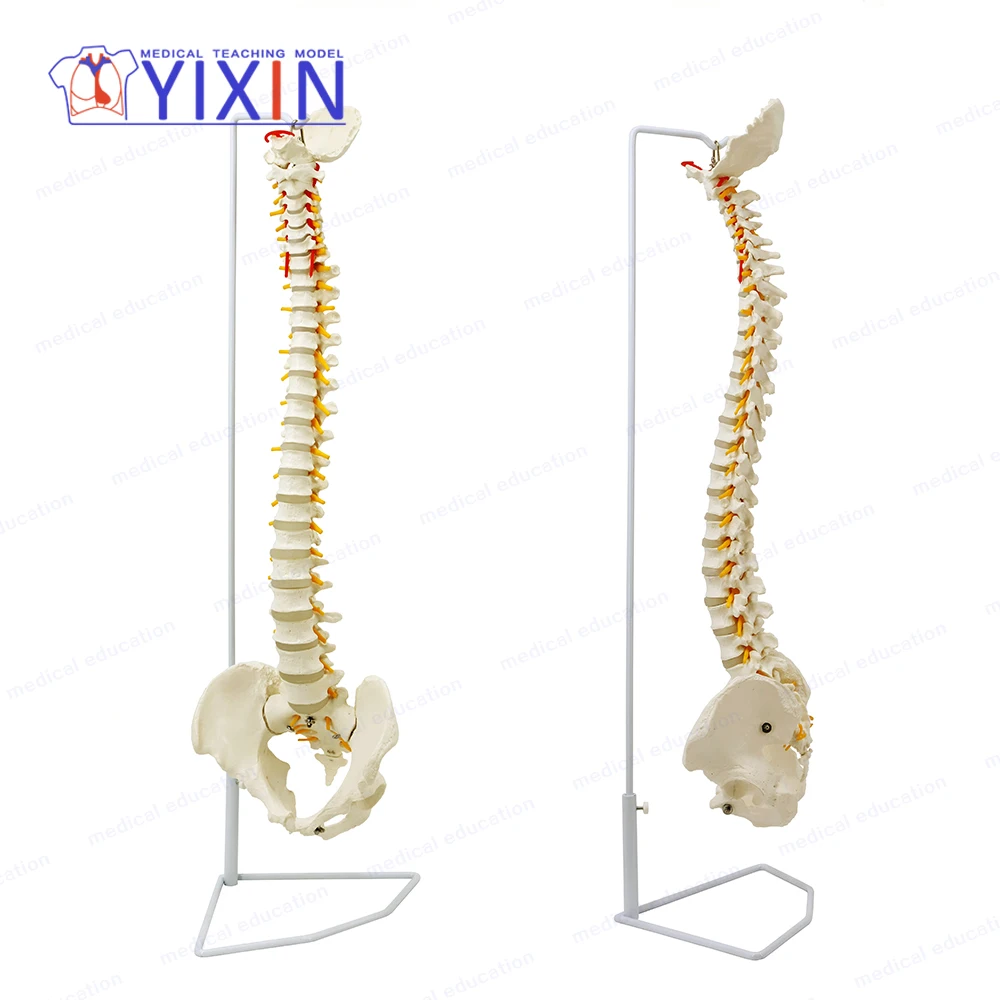 
YIXIN/Fully Life-Size Flexible Vertebral Column 