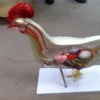 Chicken anatomical model