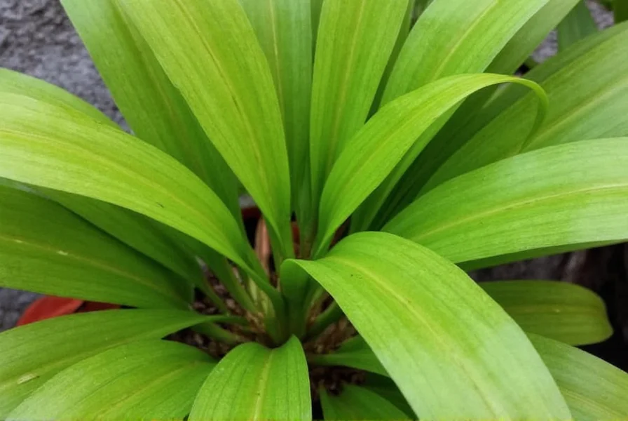 Properly planted ginger rhizomes showing correct depth and orientation