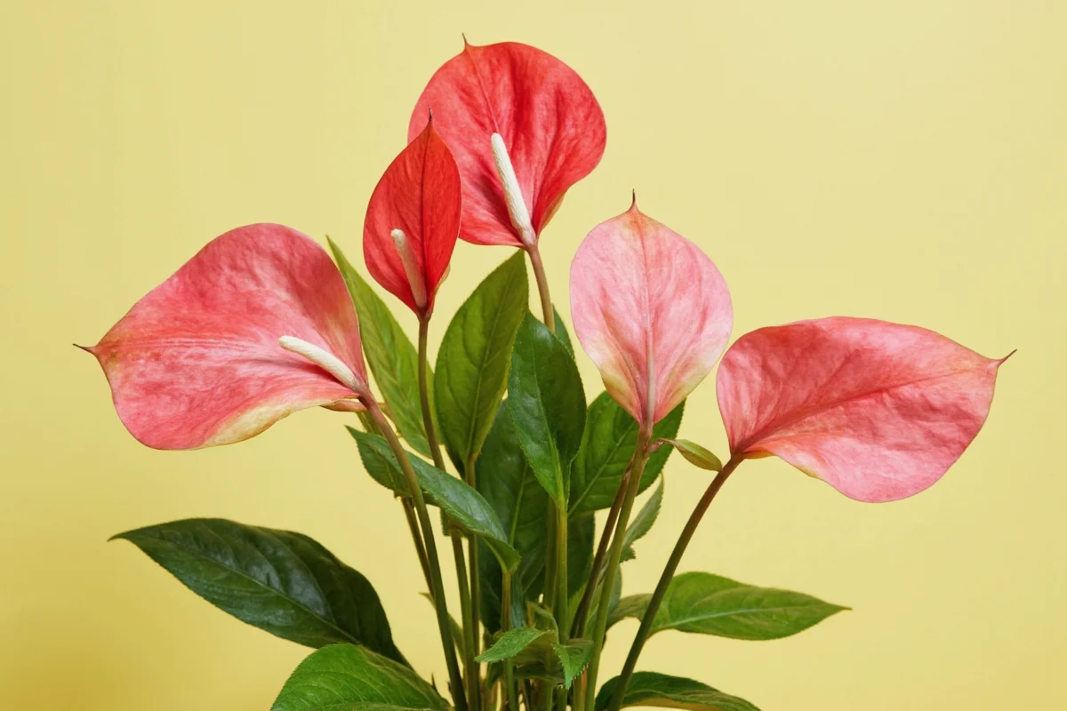 how to care for anthurium plants