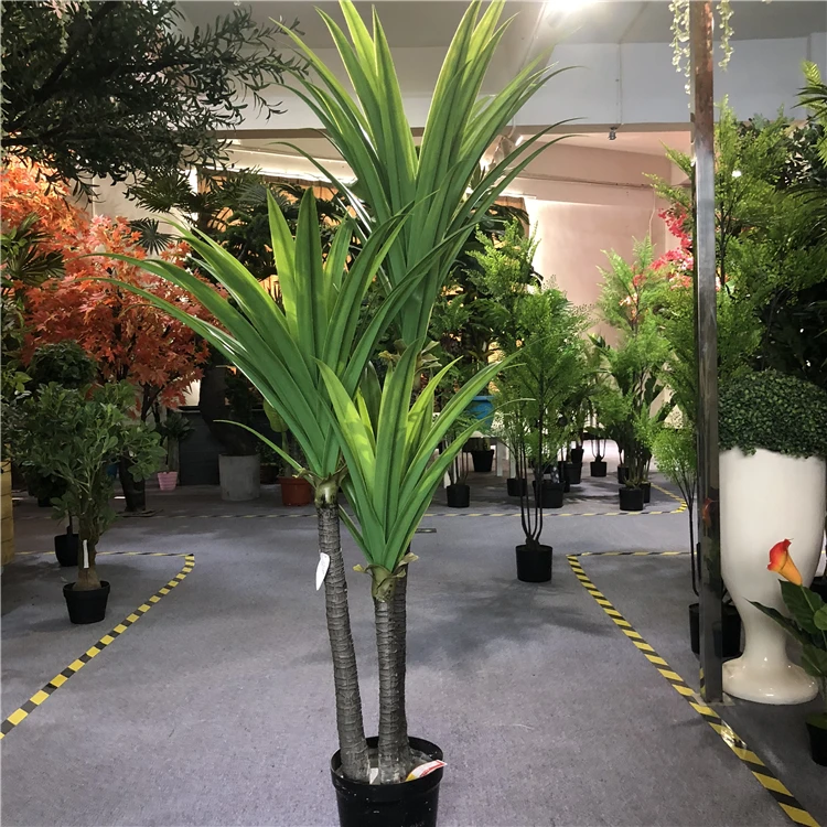Dracaena  (1).jpg