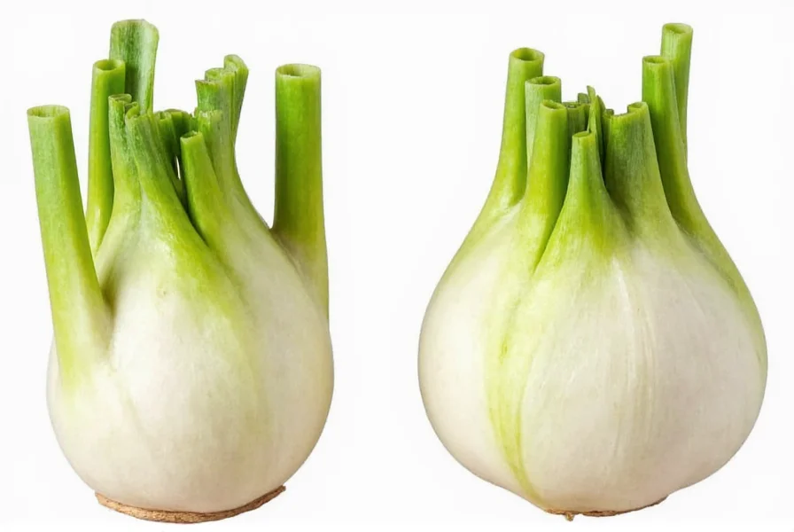 Side-by-side comparison of fennel bulb and common substitutes showing texture and color differences