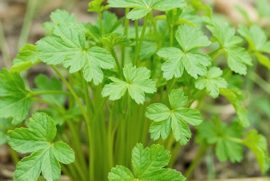 Fresh coriander leaves and seeds showing nutritional differences