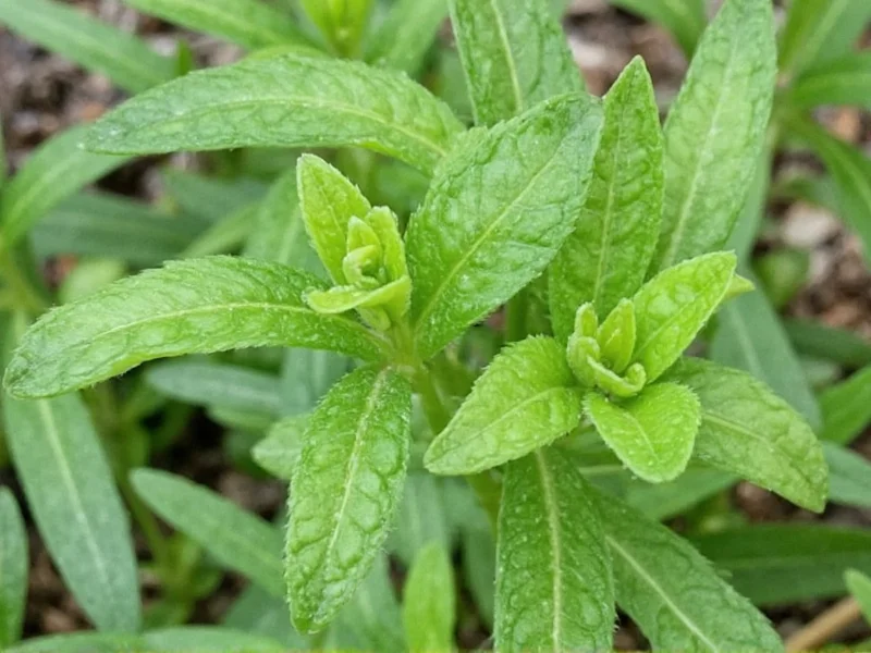 Marjoram Uses: Culinary, Medicinal & Gardening Applications