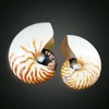 Polished abalone shell White Chambered Nautilus Shell for Decoration 13*10