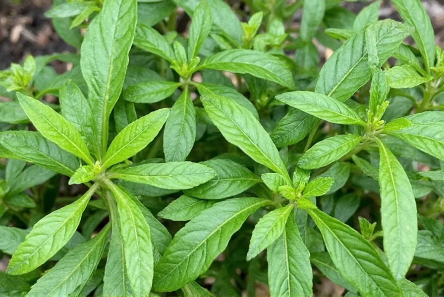 growing tarragon