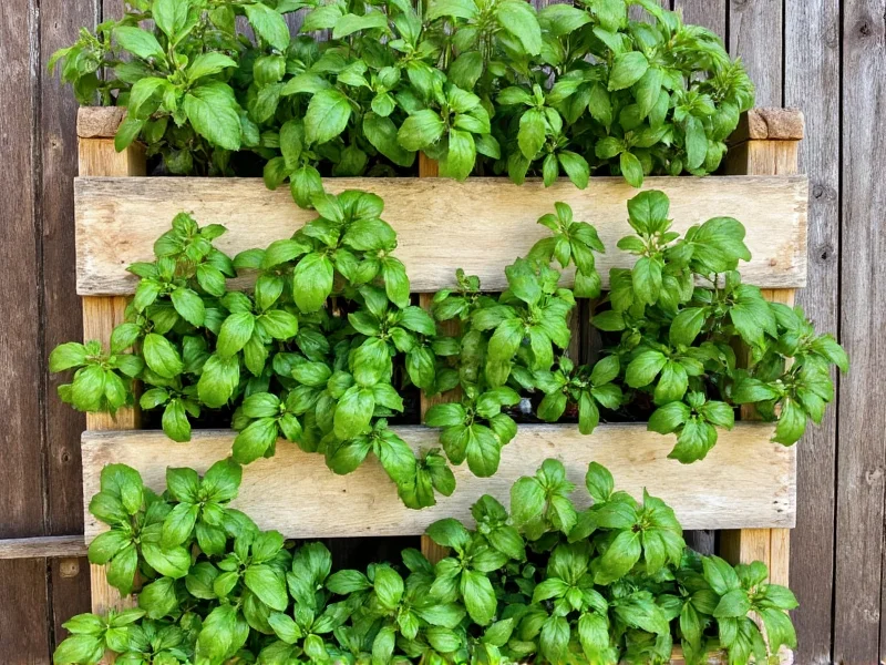 Vertical pallet garden with thriving basil and mint plants