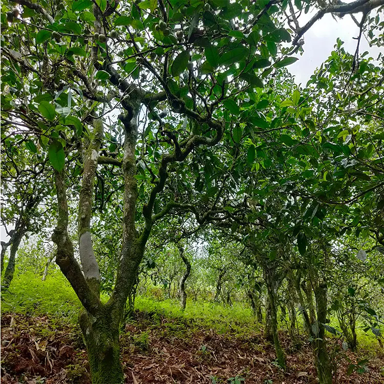 China Yunnan Big Leaf Seed 5g Pu'er Black Tea Organic Pu'er Tea - 4uTea | 4uTea.com