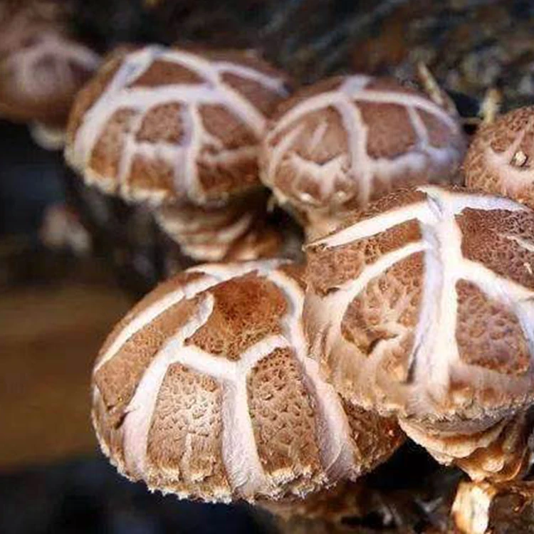 
Whole Champignon Mushrooms Seeds For Sale 