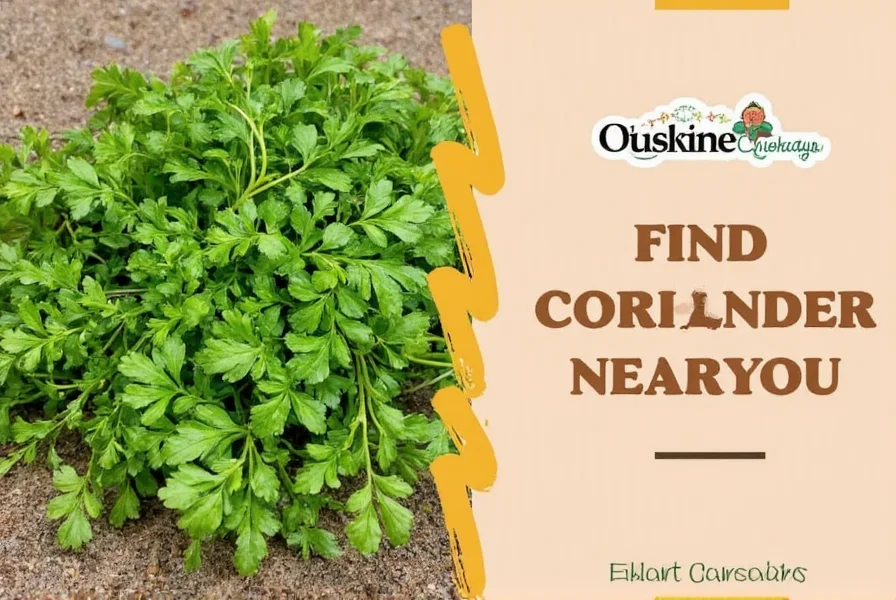 Close-up of high-quality coriander seeds showing texture and color