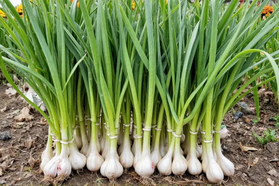 Garlic plants ready for harvest showing proper leaf condition indicating optimal harvest time