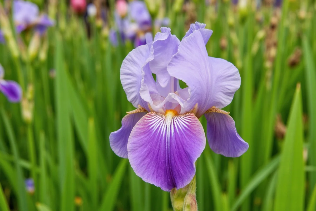 how to care for iris plants after they bloom