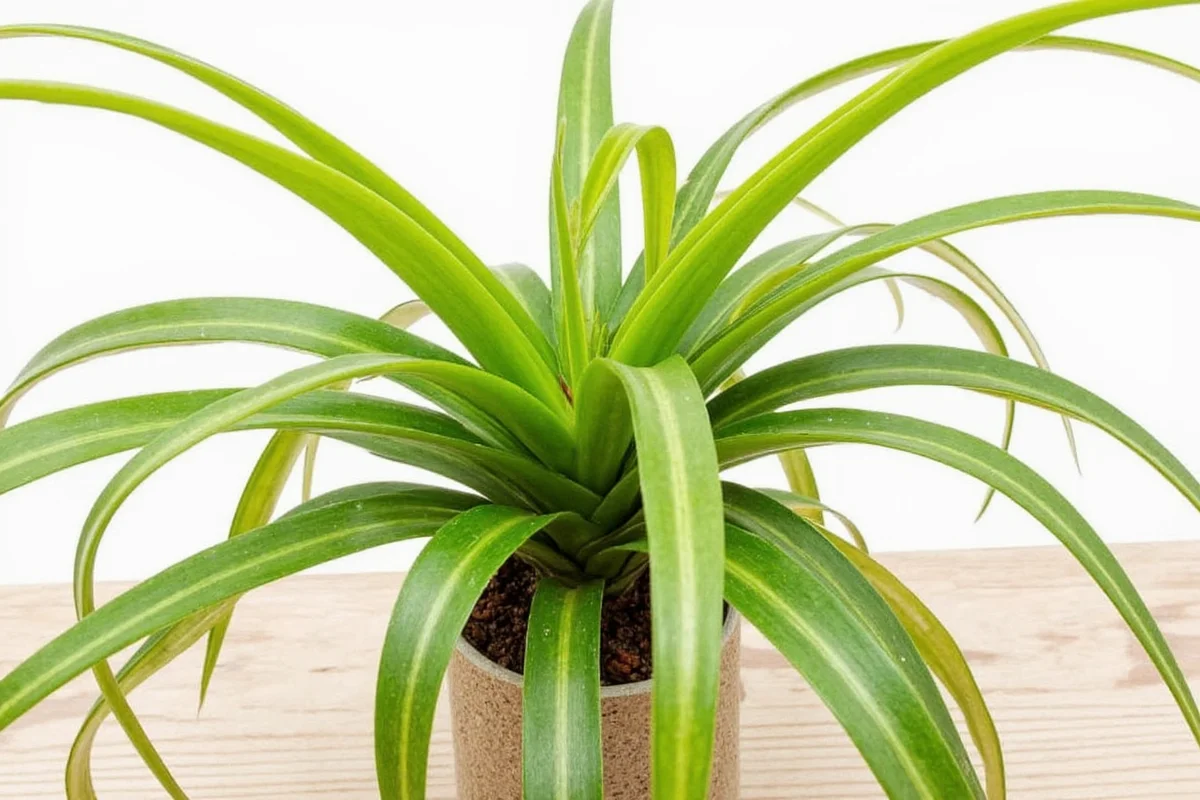 how to care for spider plants