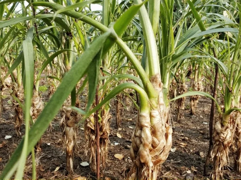 Galangal: What It Is, Uses, and Benefits Explained