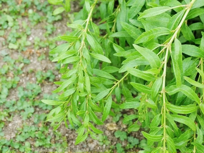 Marjoram Uses: Culinary, Medicinal & Practical Applications