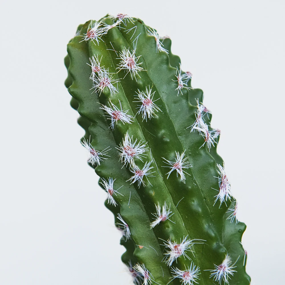 高品质人工仙人掌植物装饰种植机人造仙人掌植物盆景用于家庭和花园