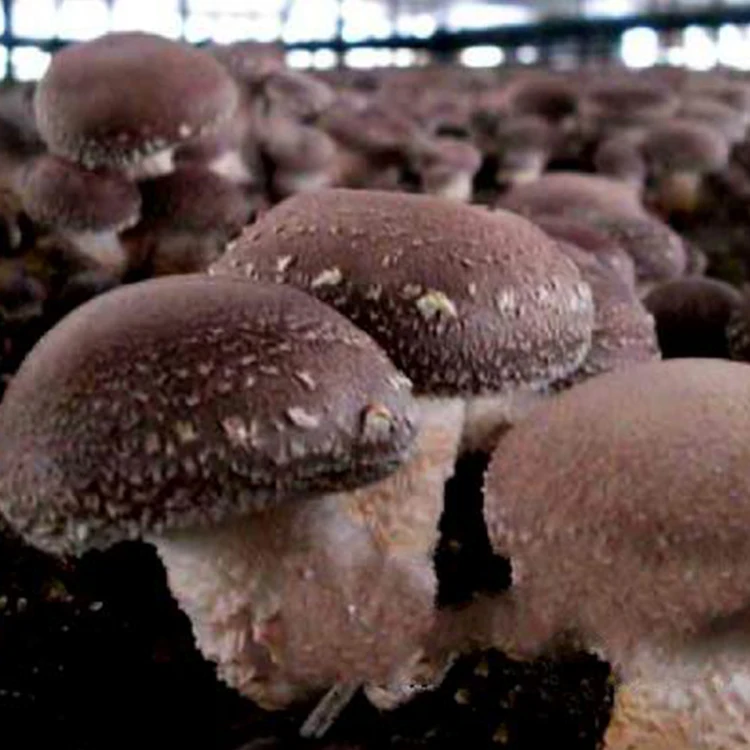 
Fresh Champignon Mushroom Spawn Mushroom Log 