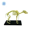 Dog skeleton anatomy acupuncture medical model free 3d animal model life size animal model animal